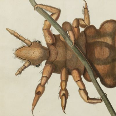 Giant louse [from the Encyclopédie ou Dictionnaire des Sciences, plate 84].