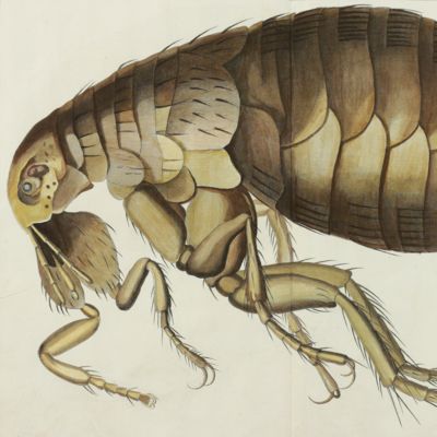 image for Giant flea [from the Encyclopédie ou Dictionnaire des sciences, plate 85].