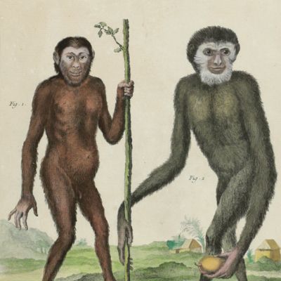 image for Histoire naturelle Planche XIX. Le jocko, le gibbon [Contemporary hand-coloured plate].