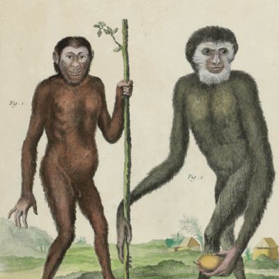 Histoire naturelle Planche XIX. Le jocko, le gibbon [Contemporary hand-coloured plate].