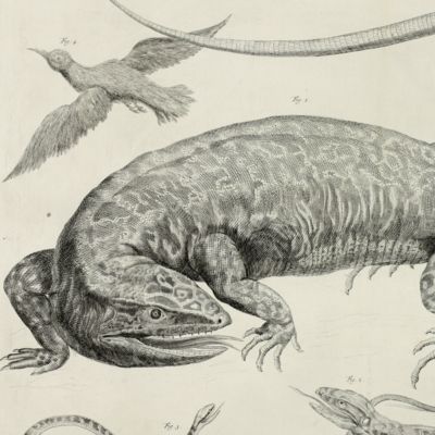 image for Giant lizard, snake, small lizard and bird [Plate 99 of Seba's <em>Locupletissimi rerum naturalium thesauri accurata descriptio</em>].