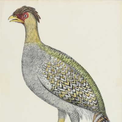 Blackheaded pheasant. Female [From: <em>Illustrations of Indian Zoology. Chiefly selected from the collection of Major-General Hardwicke. F.R.S.</em>].