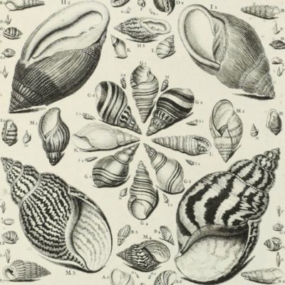 La conchyliologie, ou histoire naturelle des coquilles de mer, d'eau douce, terrestres et fossiles; avec un traité de la zoomorphose, ou repésentation des animaux qui les habitent: ouvrage dans lequel on trouve une nouvelle méthode de les diviser. Par M. Desallier d'Argenville... Ouvrage considérablement augmenté de planches en taille-douce, qui représentent les figures de plus de deux milles testacées, dessinées d`après nature, accompagnées de descriptions étendues & de remarques sur chaque famille, avec plusieurs tables systématiques & des nomenclatures étrangeres. Troisième édition, dédiée au roi, par MM. De Favanne de Montcervelle pere & fils. Atlas.