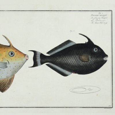 Allgemeine Naturgeschichte der Fische - Naturgeschichte der ausländischen Fische. Plate CLII, <em>Balistes Chinensis</em>/Der Chinesische Hornfisch/le Baliste chinois [AND] <em>Balistes Ringens</em>/Der Schwarze Hornfisch/Le Baliste noir/The black Old-wife.