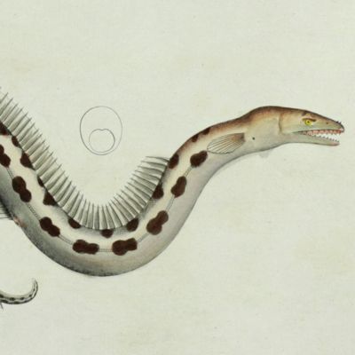 image for Allgemeine Naturgeschichte der Fische - Naturgeschichte der ausländischen Fische. Plate CLIV, Muraena Ophis/Der bunte Aal/La Murêne tachetée.