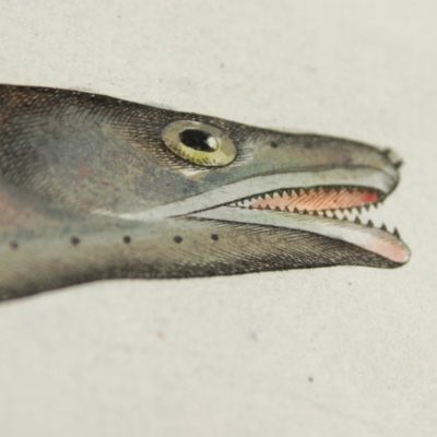 image for Allgemeine Naturgeschichte der Fische - Naturgeschichte der ausländischen Fische. Plate CLV, Muraena Conger/Der Meer-Aal/Le Congre/The Conger.