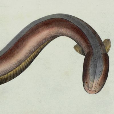 Allgemeine Naturgeschichte der Fische - Naturgeschichte der ausländischen Fische. Plate CLVI, Gymnotus Electricus/Der Zitteraal/L'Anguille tremblante/The Electric-Eel.