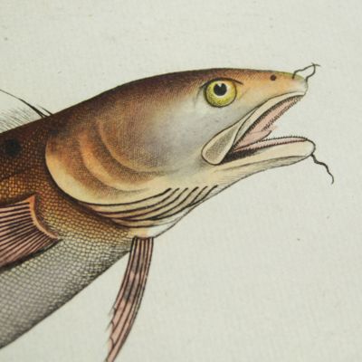 image for Allgemeine Naturgeschichte der Fische - Naturgeschichte der ausländischen Fische. Plate CLXV, <em>Gadus Tricirratus</em>/Die Meerquappe/La Hustele/The Sea-Loche.