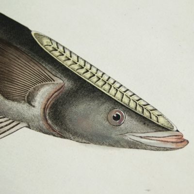 Allgemeine Naturgeschichte der Fische - Naturgeschichte der ausländischen Fische. Plate CLXXII, Echeneis Remora/Der Ansauger/la Remore/The Sucking Fish.
