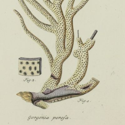 Gorgonian. [Plate X From: <em>Die Pflanzenthiere in Abbildungen nach der Natur mit Farben erleuchtet nebst Beschreibungen</em>].