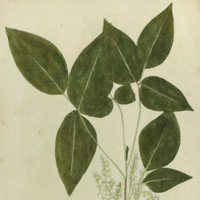 Botanica in originali seu herbarium. Plate 39 (written in pencil). <em>Rhus.</em>