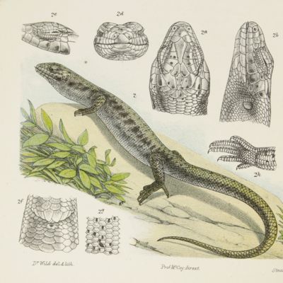image for Natural history of Victoria. Prodromus of the zoology of Victoria; figures and descriptions of the living species of all classes of the Victorian indigenous animals. Decade XX. [Complete Decade].