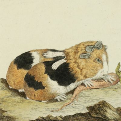 image for Cochon d’Inde à deux corps. [ <em>Les ecarts de la nature, ou recueil des principales monstruosités que la nature produit dans le genre animal planche 2</em>].