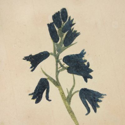 image for Botanica in originali seu herbarium. Plate 20 (written in pencil). <em>Hyacinthus.</em>