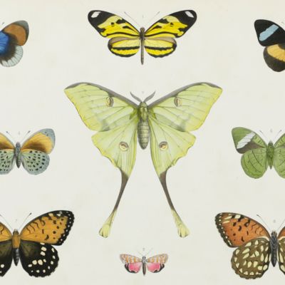 image for Musée des Lépidoptères. Collection de papillons de toutes les parties du monde.
