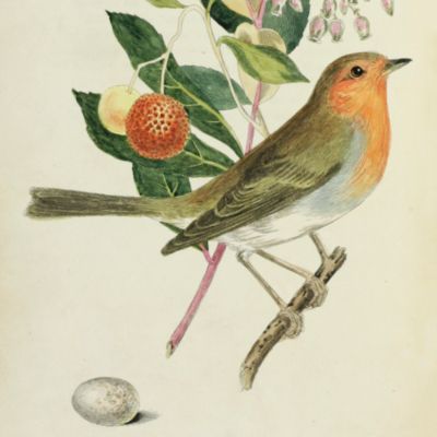 image for The song birds of Great Britain; containing delineations of thirty-three birds, of the natural size, (incl. the genus <em>Sylvia</em> of Latham,) coloured principally from living specimens, with some account of their habits, and occasional direction for their treatment in confinement.