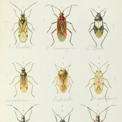 Cimicum Regni Neapolitani Centuriae. Centuria [prima], Centuria secunda, Centuria tertia et quartae fragmentum. Cum tabulis I - VIII. [AND] Additamenta ad Centurias Cimicum Regni Neapolitani. [Complete].