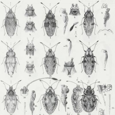 Entomologische Monographien von Franz Xav. Fieber. Sieben Abhandlungen mit zehn Tafeln in Steinstich.