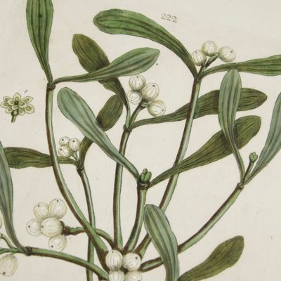 Botanica Pharmaceutica exhibens plantas officinalis quarum nomina indispensatoris recentur, cum Iconibus… Plate 222. <em> Viscum album.</em> [Mistletoe].<em></em>