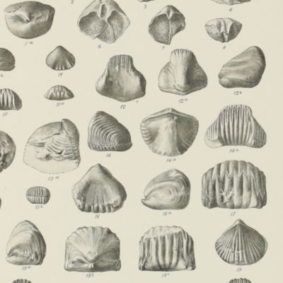 image for The Devonian faunas of the northern Shan States.