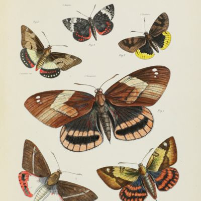 image for A monograph of the Lepidopterous Genus <em>Castnia</em> and some allied groups.