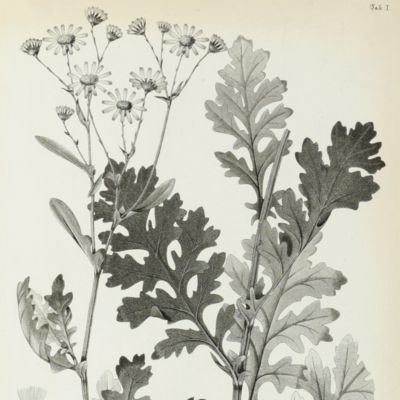 Florula Caprariae sive enumertio plantarum in insula Capraria vel sponte nascentium vel ad utilitatum latius excultarum.