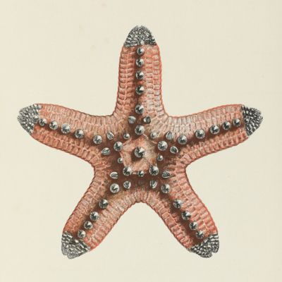 Echinodermes, peintes d'après nature par les soins de Kuhl, van Hasselt et Sal. Müller, membres de la Commission pour l'exploration physique des possessions d'outre-mer des Pays-Bas, publiées d'après les cartons du Musée Royal d'Histoire naturelle à Leide.