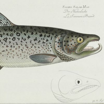 image for Oeconomische Naturgeschichte der Fische Deutschlands. Plate XCVIII (98) <em>Salmo SalarMas</em>. Der Hackenlachs. Le saumon Becard.