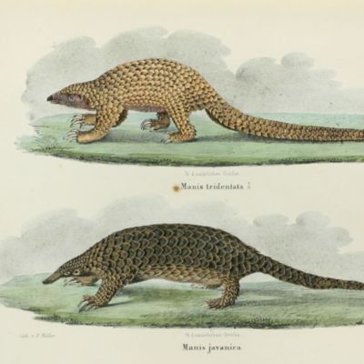 image for Anatomische Untersuchungen über die Edentaten. Zweite verbesserte und vermehrte Auflage.