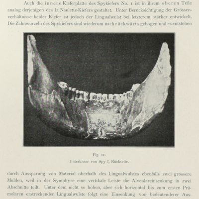 image for Menschenaffen (Anthropomorphae) Studien über Entwickelung und Schädelbau herausgegeben von Dr. Emil Selenka Professor in München. Sechste Lieferung: Die diluvialen menschlichen Kiefer Belgiens und Ihre Pithekoiden Eigenschaften.