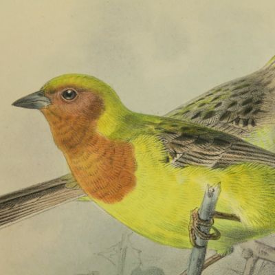 Red-headed bunting. <em>Emberiza luteola</em>. [Henry Dresser's <em>A history of the birds of Europe</em>, plate 618].