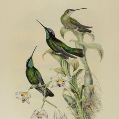 image for <em>Eugenes spectabilis Lawr. [From: <em>A monograph of the Trochilidae or family of humming-birds</em>].</em>