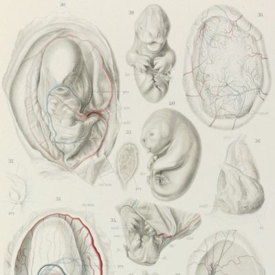 image for Zoologische Forschungsreisen in Australien und den Malayischen Archipel. Mit Unterstützung des Herrn Dr. Paul von Ritter ausgeführt in den Jahren 1891-1893 von Richard Semon. Zweiter Band: Monotremen und Marsupialier. Mit 39 lithographischen Tafeln und 86 Abbildungen im Text.