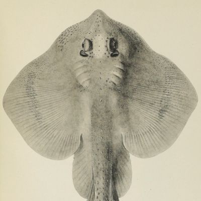 Faune de la Russie et des pays limitrophes fondée principalement sur les collections du Musée zologique de l'Académie impériale des Sciences de St.-Pétersbourg. Poissons (Marsipobranchii et Pisci). Volume I. Arsipobranchii, Selachii et Chondrostei.