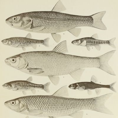 image for Faune de la Russie et des pays limitrophes fondée principalement sur les collections du Musée zologique de l'Académie impériale des Sciences de St.-Pétersbourg. Poissons (Marsipobranchii et Pisci). Volume III. Ostariophysi. Livraison 1 - 2 - 3. [Complete].