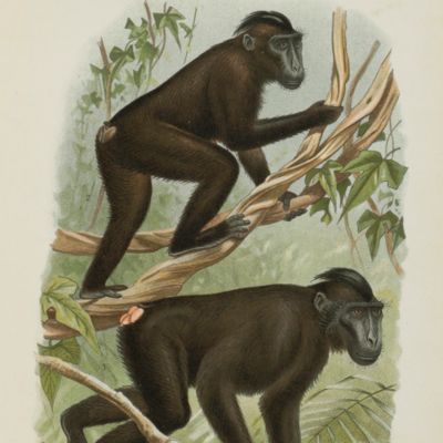 Die Kurzschwanzaffen von Celebes.