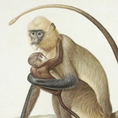 Semnopithèque dussumier. <em>Semnopithecus dussumieri</em>. [PRINT]