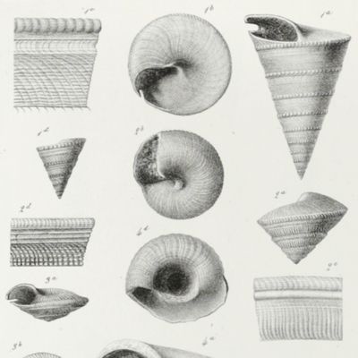 image for Mémoire sur les fossiles de Montreuil-Bellay (Maine-et-Loire). 1re. Partie. Céphalopodes et gastéropodes.