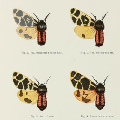 image for Zeitschrift des Vereines der Naturbeobachter und Sammler. Volumes 1-9. [Last Published].