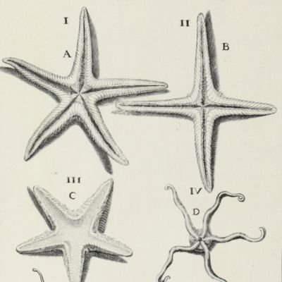 De conchis minus notis liber cui accessit specimen aestus reciproci maris superi ad littus portumque Arimini.