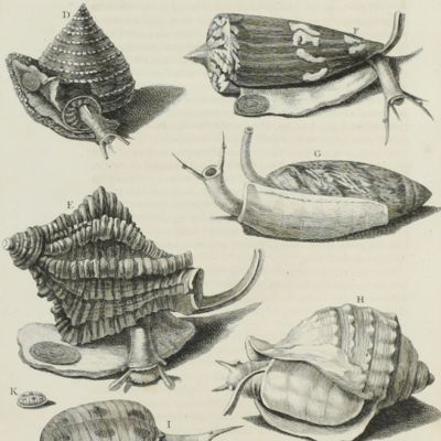 l'Histoire naturelle éclaircie dans une de ses parties principales, la conchyliologie, qui traite des coquillages de mer, de rivière et de terre; ouvrage dans lequel on trouve une nouvelle méthode Latine & Françoise de les diviser: augmenté de la zoomorphose, ou representation des animaux a coquilles, avec leurs explications. Nouvelle édition. Enrichie de figures dessinées d'après nature.