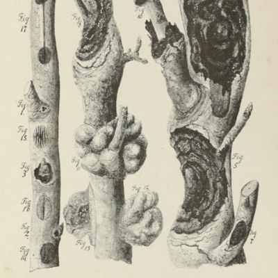 De kankerziekte der boomen. Met een voorwoord van Prof. Hugo de Vries. Verhandeling, bekroond door de Nederlandsche Maatschappij voor Tuinbouw en Plantkunde. Met 5 platen.