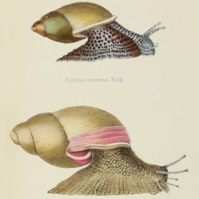 image for Elements of conchology; an introduction to the natural history of shells and of the animals which form them.