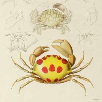 Le règne animal distribué d'après son organisation, pour servir de base a l'histoire naturelle des animaux, et d'introduction a l'anatomie comparée. Edition accompagnée de planches gravées, ...Les crustacés. [Atlas].