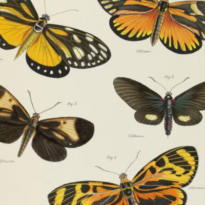 A monograph of the Lepidopterous Genus <em>Castnia</em> and some allied groups.