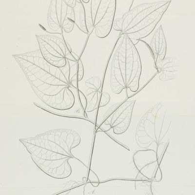 image for Illustrationes piperacearum. Cum tabulis XCII.