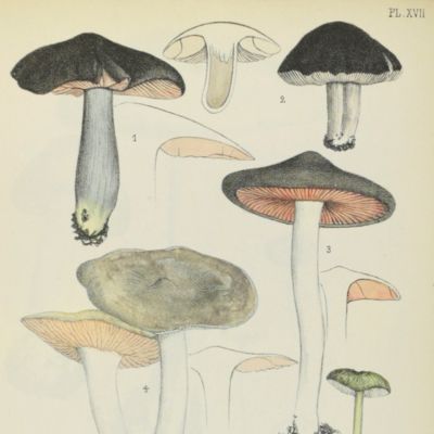 Champignons observés dans le département de la Charente-Inférieure. Planches. [Atlas].