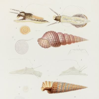 image for Fauna der Kieler Bucht. Erster Band: Die Hinterkiemer oder Opisthobranchia. Mit 26 Tafeln. Zweiter Band: Die Prosobranchia und Lamellibranchia nebst einen Supplement zu den Opisthobranchia. Mit 24 Tafeln. [Complete].