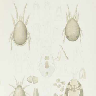 image for On the variations in the internal anatomy of the Gamasinae, especially in that of the genital organs, and on their mode of coition.