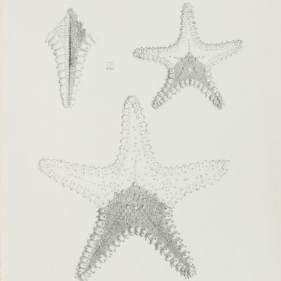Synopsis of the species of starfish in the collection of the British Museum (with figures of some of the new species).